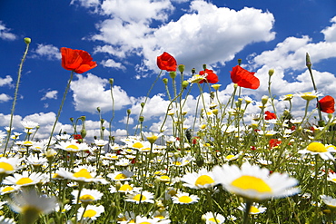 Floral meadow with red Poppies (Papaver rhoeas) and Austrian Chamomile (Anthemis austriaca), Bulgaria, Europe