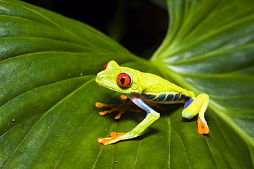 Red-eyed Treefrog (Agalychnis callidryas), rainforest, Costa Rica, Central America