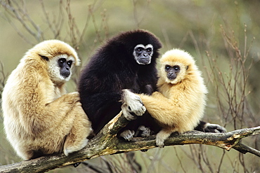 Lar Gibbon (Hylobates lar), zoo, Southeast Asia, captive