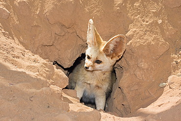 Fennec fox (Canis zerdus) looking out of his burrow, Libyan Desert, Libya, Sahara, Africa