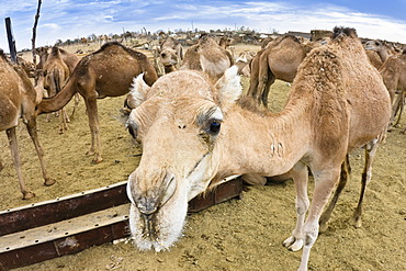 Dromedary camels (Camelus dromedarius), camel market in Sebha, Libya, Africa