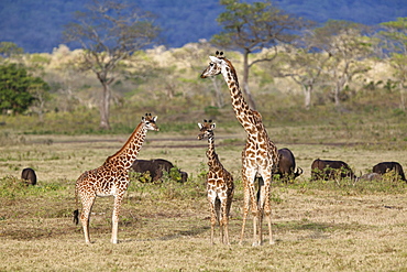 Massai, Maasai, Masai Giraffe or Kilimanjaro Giraffe (Giraffa camelopardalis tippelskirchi), with young and African buffalos (Syncerus caffer), Arusha National Park, Tanzania, East Africa, Africa