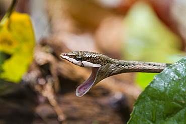 Twig or Bird Snake (Thelotornis capensis), on rainforest floor, Mahale Mountains National Park, Tanzania, East Africa, Africa