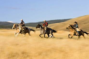 Cowboys horseriding, Oregon, USA