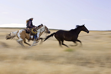 Cowboy gallopping, Oregon, USA