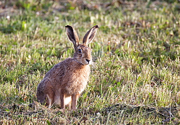 European Hare or Brown Hare (Lepus europaeus)