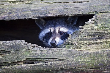 Raccoon (Procyon lotor)