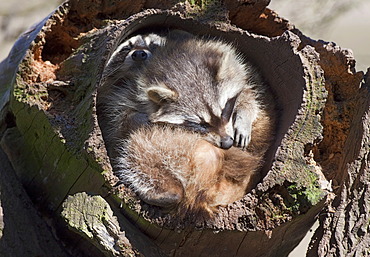 Raccoon (Procyon lotor)