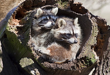 Two raccoons (Procyon lotor) in a hollow tree trunk