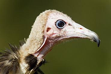 Hooded vulture (Necrosyrtes monachus), portrait