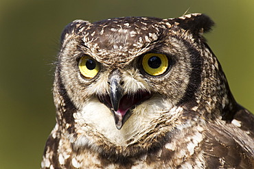 Spotted eagle-owl (Bubo africanus), portrait