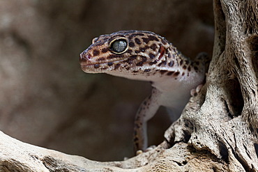 Leopard Gecko (Eublepharis macular)