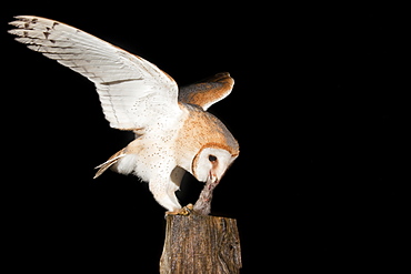 Barn Owl (Tyto alba) feeding on mouse on a fence post, Vulkaneifel district, Rhineland-Palatinate, Germany, Europe