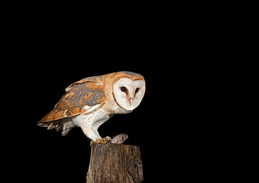 Barn Owl (Tyto alba) feeding on mouse on a fence post, Vulkaneifel district, Rhineland-Palatinate, Germany, Europe