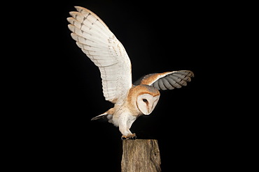 Barn Owl (Tyto alba) with a mouse on a fence post, Volcanic Eifel, Rhineland-Palatinate, Germany, Europe