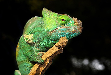 Parson's Chameleon (Calumma parsonii), female, Madagascar, Africa