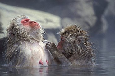 A Japanese Macaque, Snow Monkey (Macaca fuscata) in a thermal pool, Joshinetsu Kogen National Park, Japan, Asia