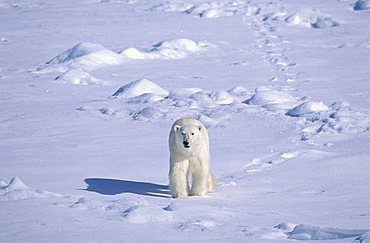 Polar Bear (Ursus maritimus), Svalbard