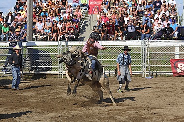 Rodeo, bull riding, Valleyfield, Quebec Province, Canada, North America