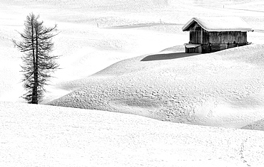 Black and white image of a winter landscape with a wooden hut and a conifer, Seiser Alm, Dolomites, South Tyrol, Italy, Europe