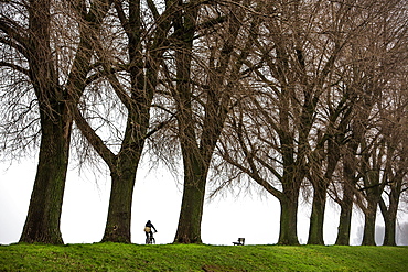 Cyclist, dreary winter weather, fog, bare trees, Rheindamm, bei Stockum, DÃ‚Å¸sseldorf, North Rhine-Westphalia, Germany, Europe