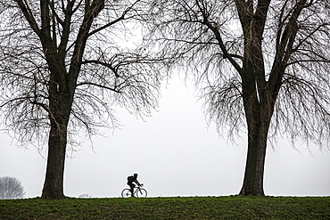 Cyclist, dreary winter weather, fog, bare trees, bei Stockum, DÃ‚Å¸sseldorf, North Rhine-Westphalia, Germany, Europe