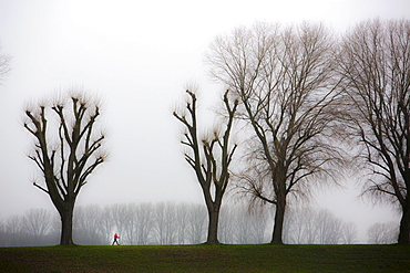 Woman walking, dreary winter weather, fog, bare trees, bei Stockum, DÃ‚Å¸sseldorf, North Rhine-Westphalia, Germany, Europe