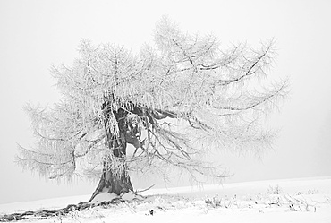 Old larch tree (Larix) in winter, Weiz, Almenland region, Sommeralm alp, Teichalm alp, Styria, Austria, Europe