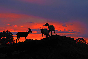 Dairy goats in silhouette on a hill against the evening sky, organic goat farm Othenstorf, Mecklenburg-Western Pomerania, Germany, Europe