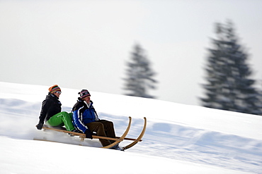 Horn sledge at full speed, Gunzesried, OberallgÃƒÂ¤u, Bavaria, Germany, Europe