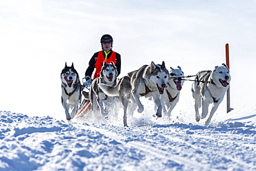 Sled dog racing, sled dog team in winter landscape, Unterjoch, OberallgÃƒÂ¤u, Bavaria, Germany, Europe