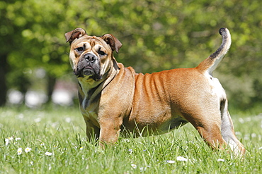 Continental Bulldog, bitch, 6 months stands sideways on the meadow, North Rhine-Westphalia, Germany, Europe