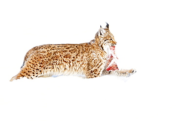 Eurasian Lynx (Lynx lynx) with prey, running in the snow, Bavaria, Germany, Europe