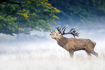 Red deer (Cervus elaphus), in morning fog, belling, rutting season, Denmark, Europe