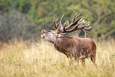 Red deer (Cervus elaphus), belling in the rain, Denmark, Europe