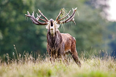 Red deer (Cervus elaphus), belling, Denmark, Europe