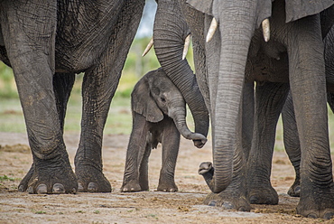 African elephant (Loxodonta africana), a few days old calf, Chobe National Park, Chobe District, Botswana, Africa