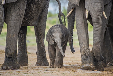 African elephant (Loxodonta africana), a few days old calf, Chobe National Park, Chobe District, Botswana, Africa