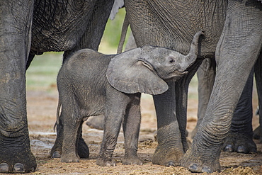 African elephant (Loxodonta africana), a few days old calf, Chobe National Park, Chobe District, Botswana, Africa