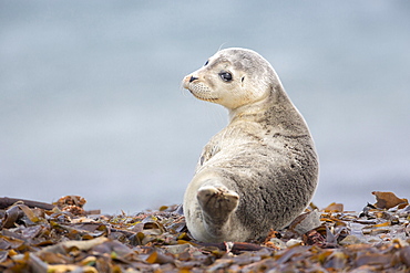 Harbor seal (Phoca vitulina) Young animal, Schleswig-Holstein, Helgoland, Germany, Europe