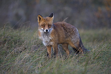 Red fox (Vulpes vulpes), Nordholland, Netherlands