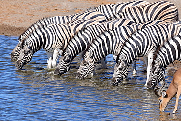 Herd of Burchell's zebras (Equus quagga burchellii) and Black-faced impala (Aepyceros melampus petersi), drinking at waterhole, Etosha National Park, Namibia, Africa