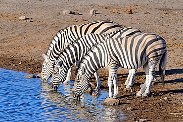 Burchell's zebras (Equus quagga burchellii), drinking at waterhole, Etosha National Park, Namibia, Africa