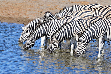 Herd of Burchell's zebras (Equus quagga burchellii) drinking at waterhole, Etosha National Park, Namibia, Africa