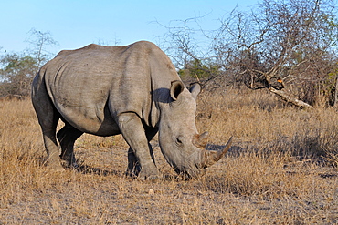 White rhinoceros or Square-lipped rhinoceros (Ceratotherium simum), adult male grazing, Kruger National Park, South Africa, Africa