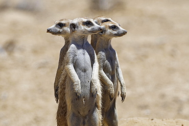 Standing meerkats (Suricatta suricata), on guard, Kgalagadi Transfrontier Park, Northern Cape, South Africa, Africa