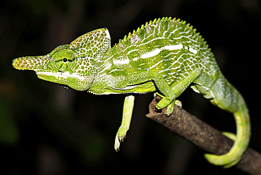 Labord's chameleon (Furcifer labordi), male, Kirindy National Park, Madagascar, Africa