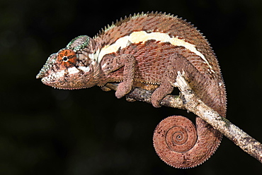 Panther chameleon (Furcifer Pardalis), male, Ankaramibe, Boeny, Madagascar, Africa