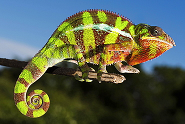 Panther chameleon (Furcifer Pardalis), male on branch, Ambilobe, Diana, Madagascar, Africa