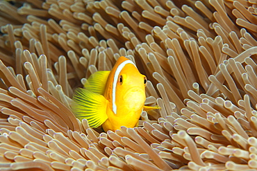 Maldive anemonefish (Amphiprion nigripes), magnificent sea anemone (Heteractis magnifica), Indian Ocean, Maldives, Asia